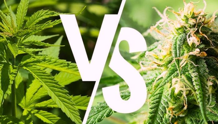 What Is the Difference Between Sativa and Indica Edibles